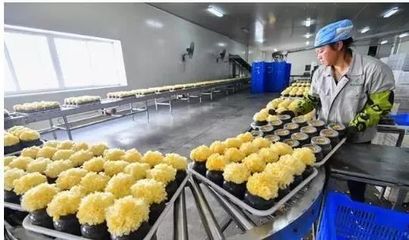 訪企業、解難題、促“六穩”——尤溪 深入項目一線為企精準把脈，力促商貿繁榮發展